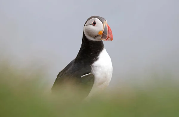 Atlantycki Puffin Mieszka Oceanie Przychodzi Gniazdowania Hodowli Brzegu One Postrzegane — Zdjęcie stockowe