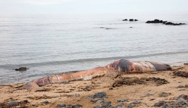 Sperm Balinası İzlanda 'da bir plajda ölü bulundu, Snaefellsnes