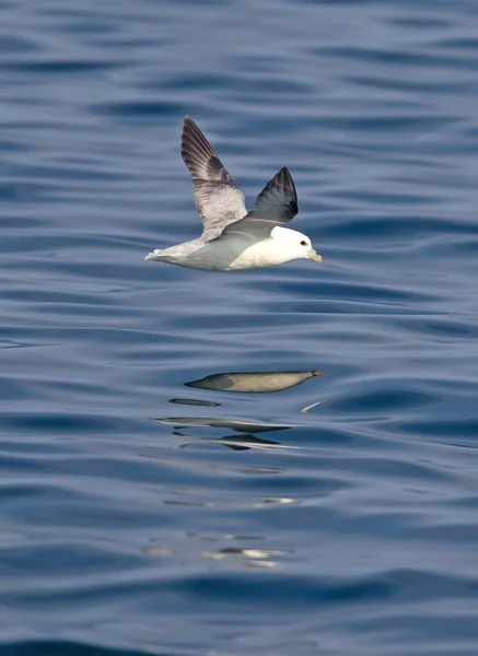 Northern Fulmar Fulmarus Glacialis Icelandic Coast — Stock Photo, Image