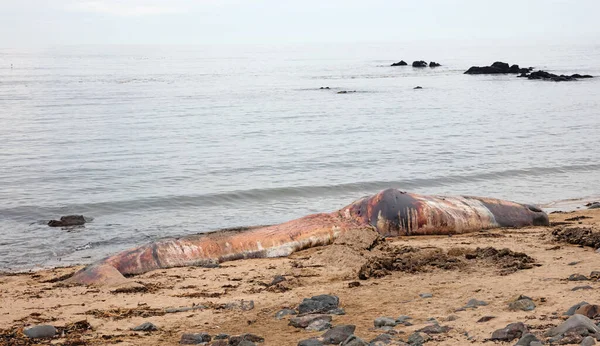 Large Dead Sperm Whale Washup Beach Iceland Snaefellsnes — Stock Photo, Image