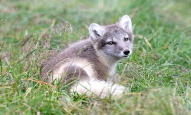 Çok genç kutup tilkisi (Vulpes lagopus))