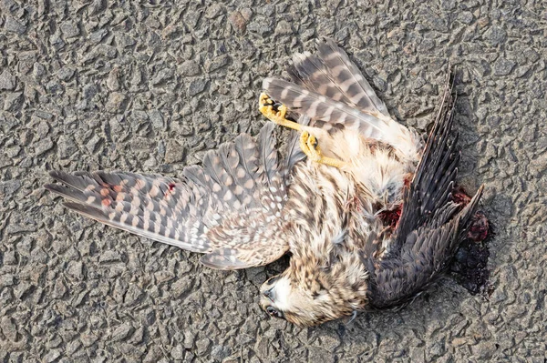 Gyrfalcon Morto Falco Rusticolus Asfalto Atingido Pelo Tráfego — Fotografia de Stock