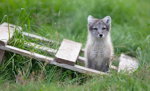 Nagyon Fiatal Sarki Róka Vulpes Lagopus — Stock Fotó