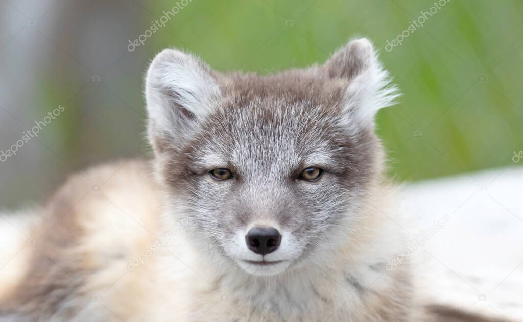Very young polar or arctic fox (Vulpes lagopus)