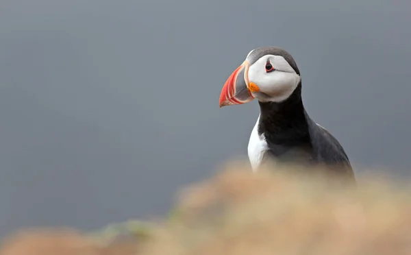 대서양에 서식하는 눈새는 바다에서 둥지를 번식을 바닷가로 오는데 아이슬란드에서는 수가서 — 스톡 사진