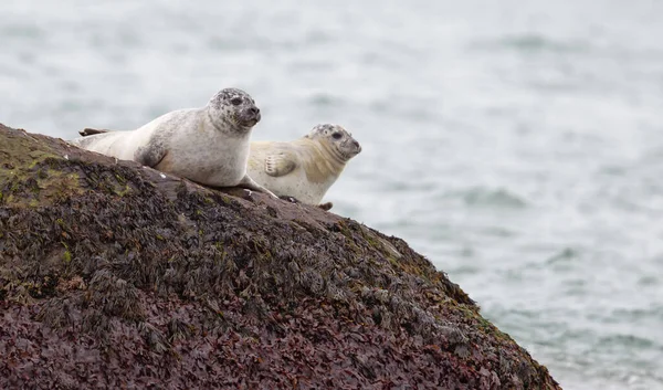 Adult Seals South Iceland Relaxing Rock Cold Waters Atlantic Ocean Stock Picture