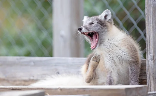 Velmi Mladá Polární Nebo Arktická Liška Vulpes Lagopus — Stock fotografie