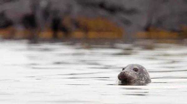 Phoque Adulte Islande Relaxant Dans Eau Eaux Froides Océan Atlantique — Photo