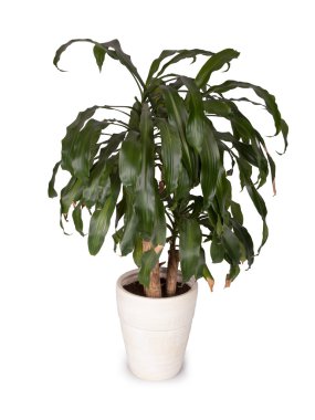 Yucca beyaz pot