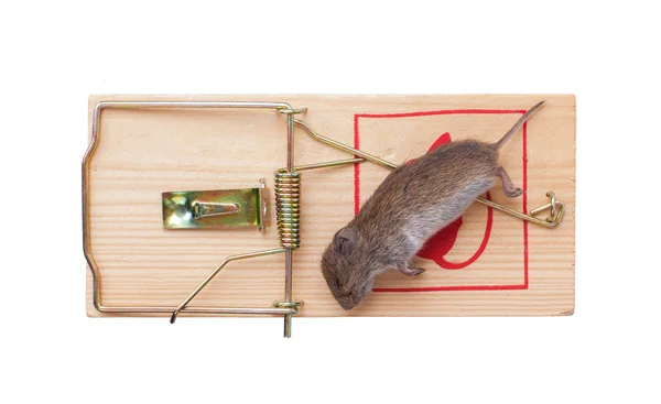 Ratón en una ratonera — Foto de Stock