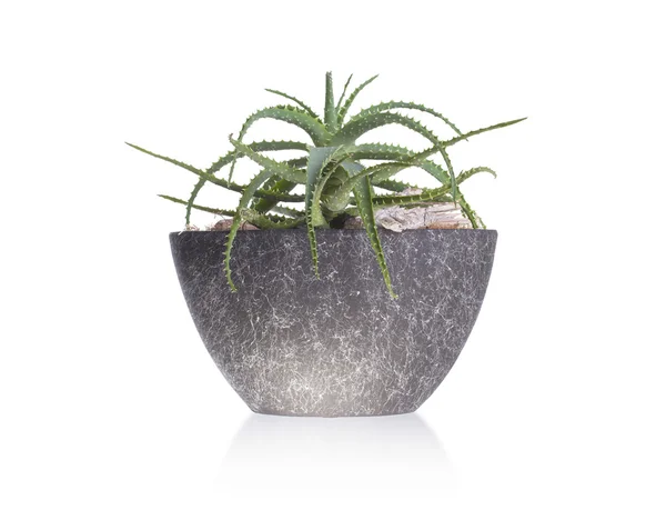 Green cactus in a grey pot — Stock Photo, Image