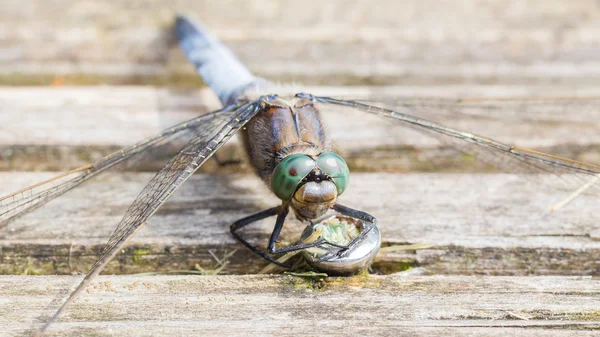 Libellula blu proteggere le uova — Foto Stock