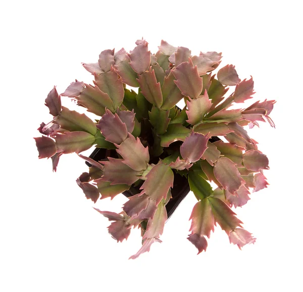 Red cactus in a black pot, top view — Stock Photo, Image