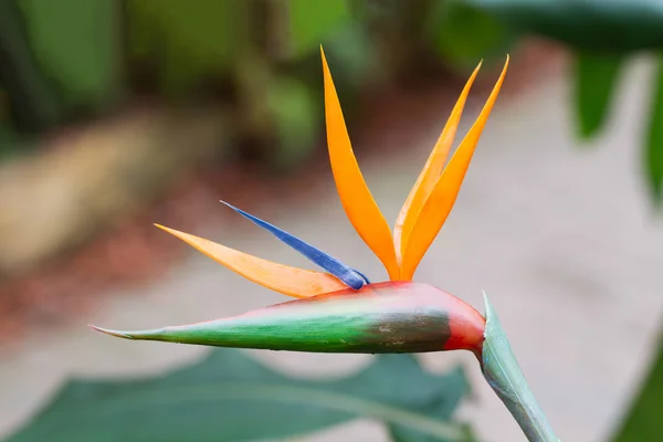 Bird of Paradise Plant — Stock Photo, Image