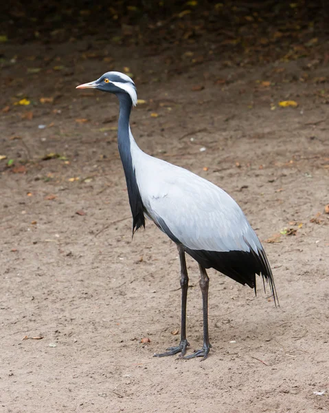 Volwassen Jufferkraanvogel — Stockfoto