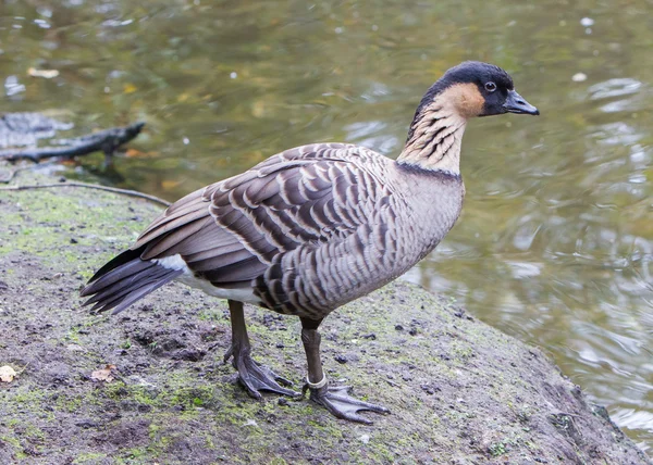 Hawaiian goose, Branta sandvicensis — Stock Photo, Image