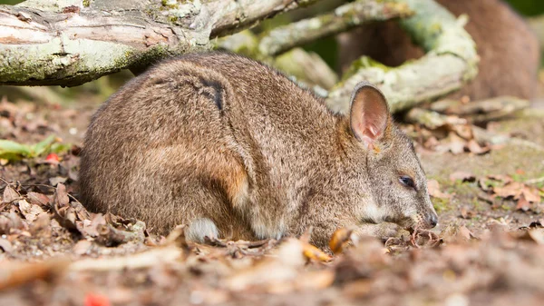 Dormir parma wallaby —  Fotos de Stock