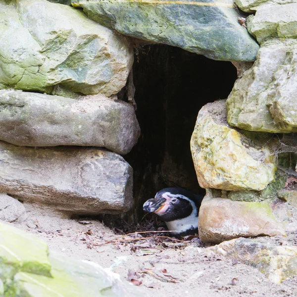 フンボルト ペンギン — ストック写真
