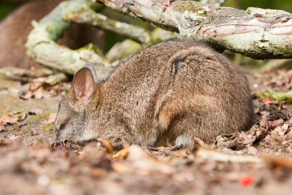 Sleeping parma wallaby — Stock Photo, Image