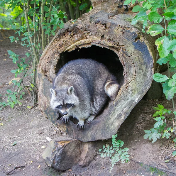 Onun Nest yetişkin Rakun — Stok fotoğraf