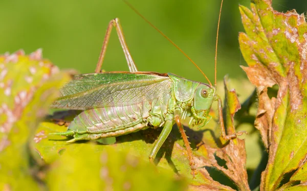 Zelený grasshoper v zahradě — Stock fotografie