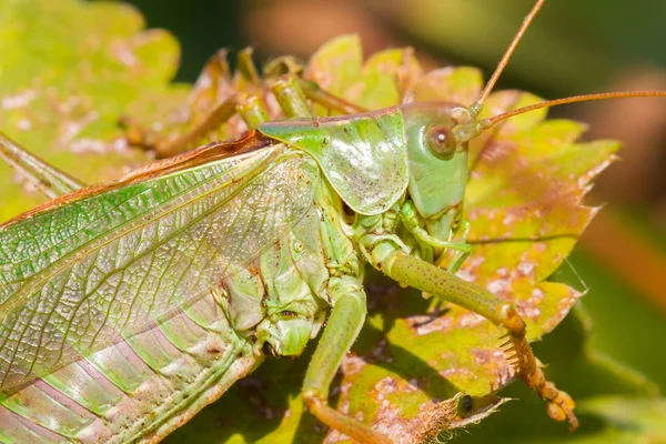 Green grasshoper in a garden — Stock Photo, Image