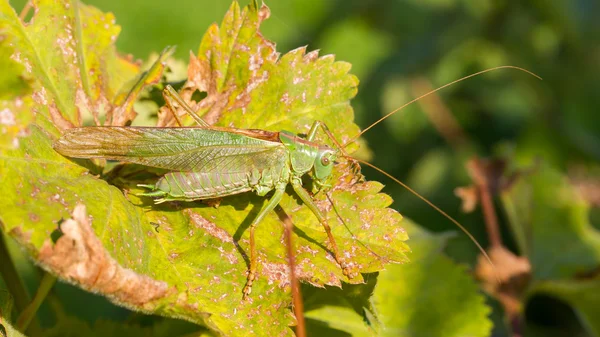 Zelený grasshoper v zahradě — Stock fotografie