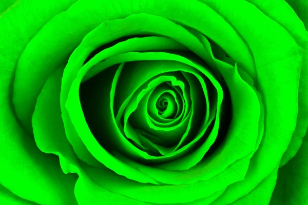 Μεγέθυνση του ένα φωτεινό πράσινο τριαντάφυλλο — Φωτογραφία Αρχείου