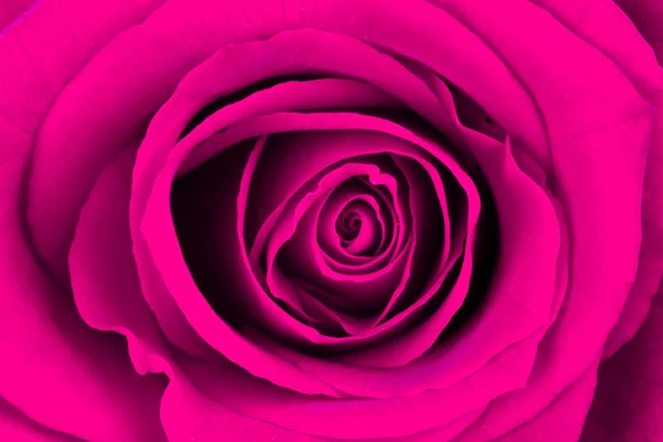 Μεγέθυνση του ένα φωτεινό ροζ τριαντάφυλλο — Φωτογραφία Αρχείου
