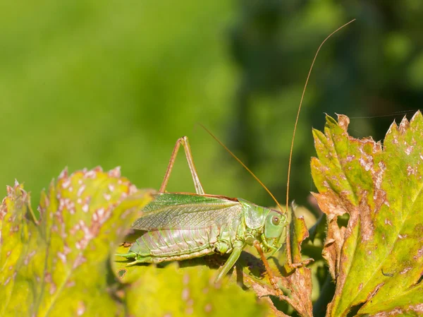 Zelený grasshoper v zahradě — Stock fotografie