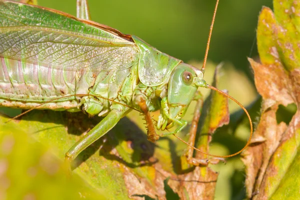 Green grasshoper in a garden — Stock Photo, Image