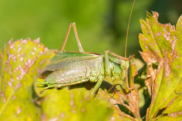 Green grasshoper in a garden — Stock Photo, Image