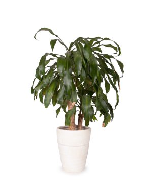Yucca beyaz pot