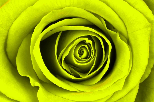 Close-up of a bright yellow rose — Stock Photo, Image