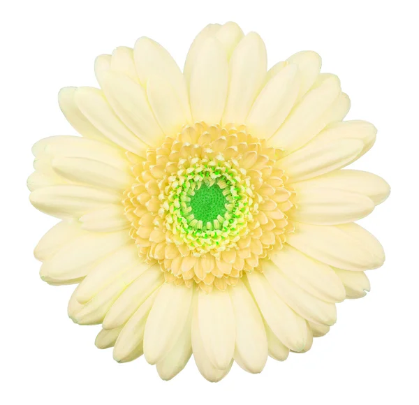 Amarelo Gerbera flor isolada — Fotografia de Stock