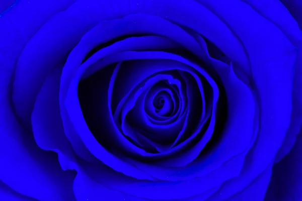 Close-up of a bright blue rose — Stock Photo, Image