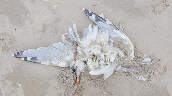 Mrtvý pták na pláži — Stock fotografie