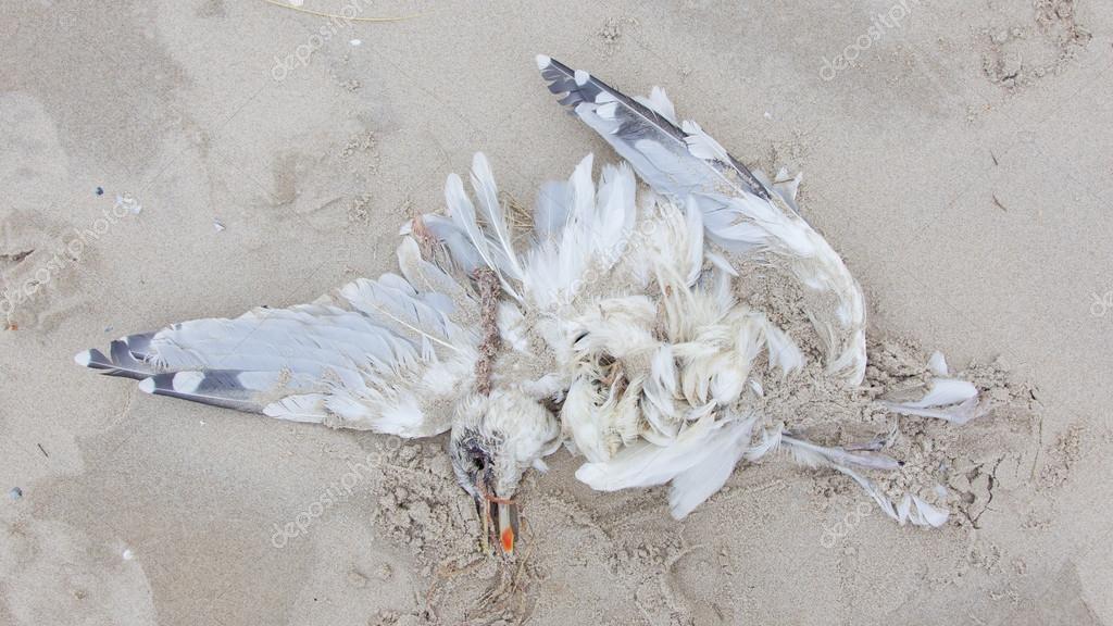 Oiseau Mort Sur Une Plage Photographie Michaklootwijk