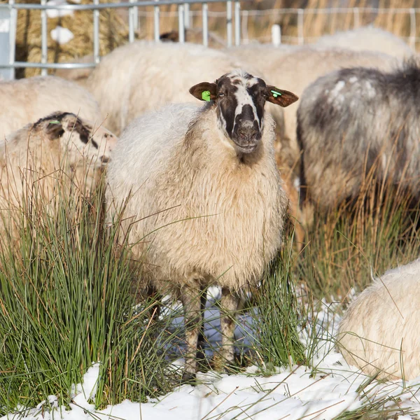 Adult sheep — Stock Photo, Image