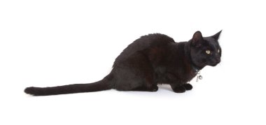 Kara kedi izole yalan