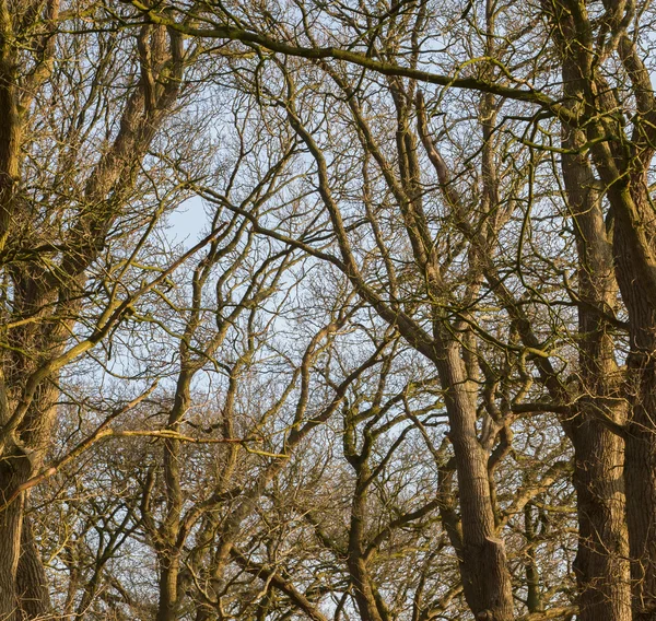 Rami di alberi contro il cielo — Foto Stock