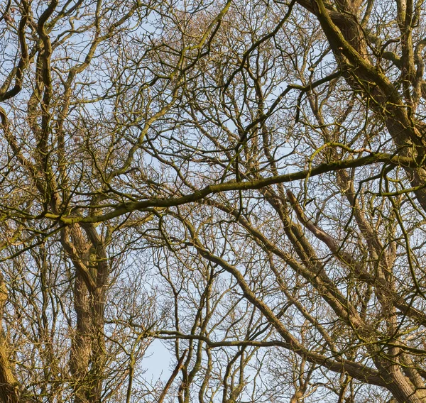 Rami di alberi contro il cielo — Foto Stock