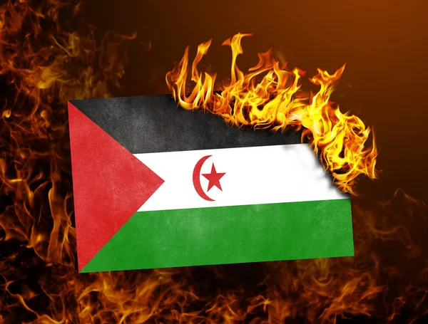 Сжигание флага - Западная Сахара — стоковое фото