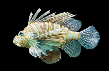 Pterois volitans, Lionfish - siyah izole