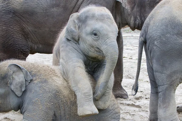 Twee baby olifanten spelen in het zand — Stockfoto