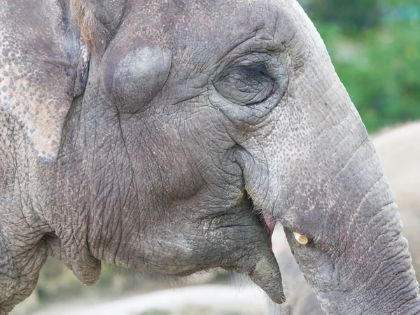 Close-up van anin een dierentuin — Stockfoto