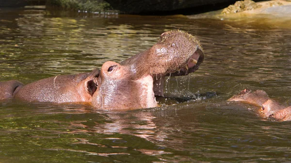 Två kämpar flodhästar (hippopotamus amphibius) — Stockfoto