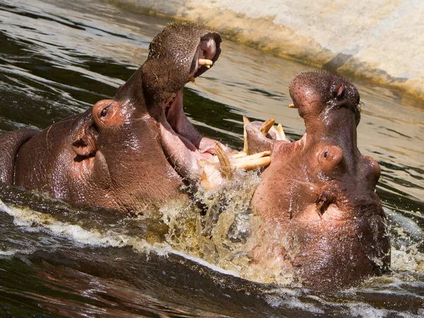 Två kämpar flodhästar (hippopotamus amphibius) — Stockfoto