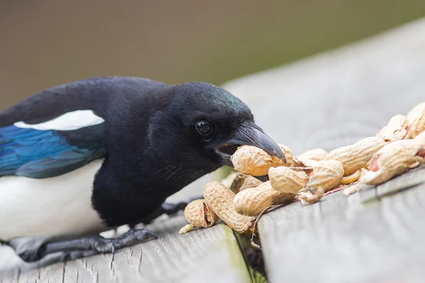 Europäische Elster (pica pica)) — Stockfoto