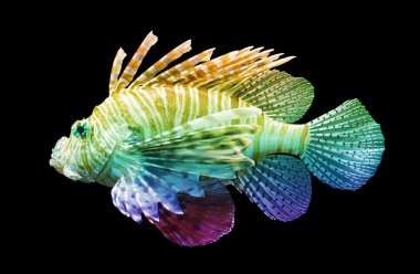 Pterois volitans, Lionfish - siyah izole